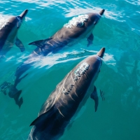 2019_shell-island-shuttle_004