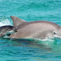 Paradise Adventures in Panama City Beach, Florida on the Visitor's Map