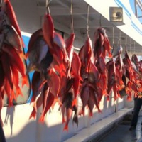 capt_andersons_marina_002