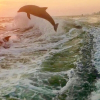 sea-screamer_panama_city-beach_2