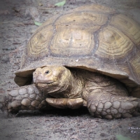 zooworld_08